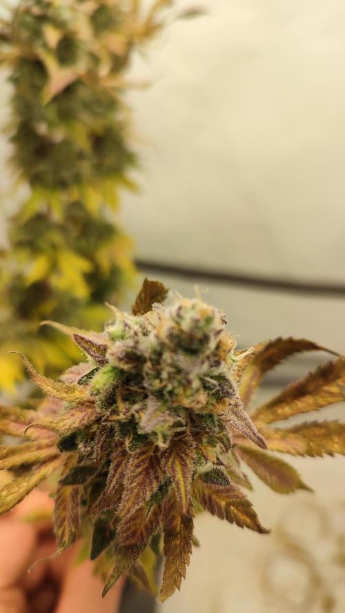 Super Silver Haze. Week 14