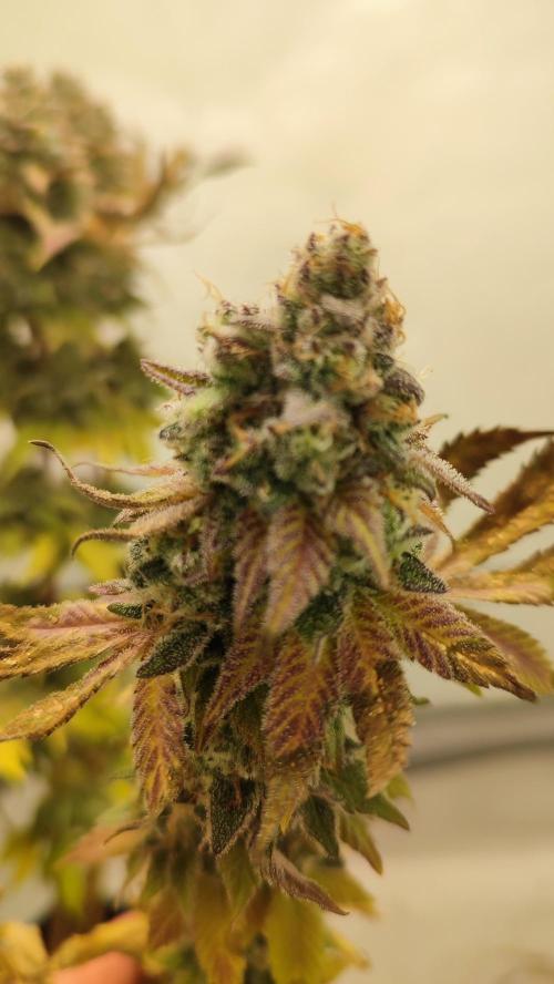 Super Silver Haze. Week 14