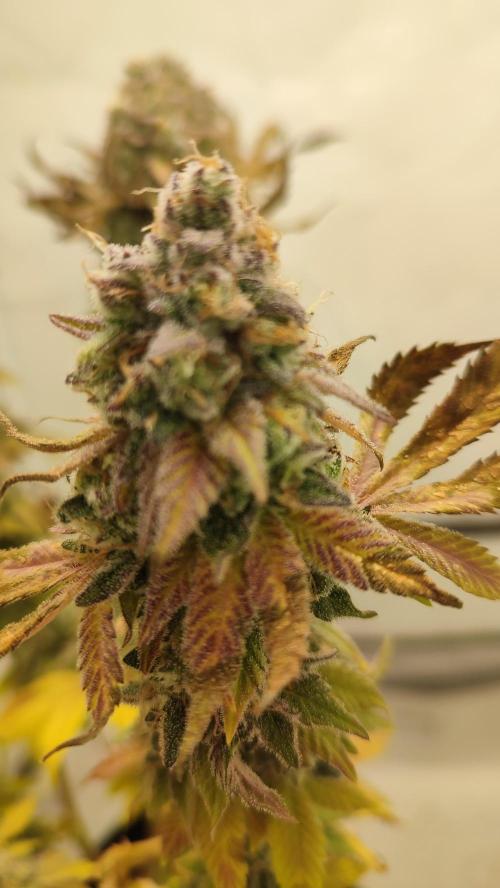 Super Silver Haze. Week 14