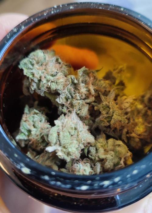 Super Silver Haze. Week 14