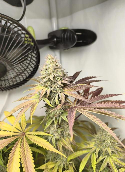 Exotic Seed (Black Lemon). Week 8
