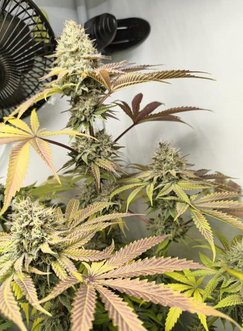 Exotic Seed (Black Lemon). Week 8