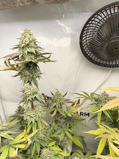 Exotic Seed (Black Lemon). Week 8