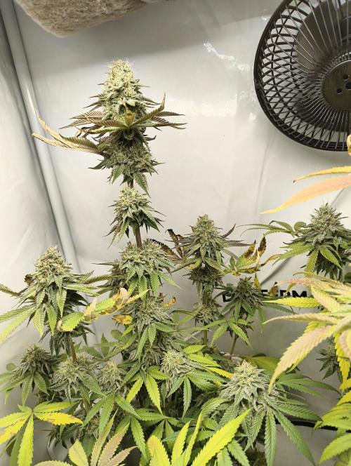 Exotic Seed (Black Lemon). Week 8
