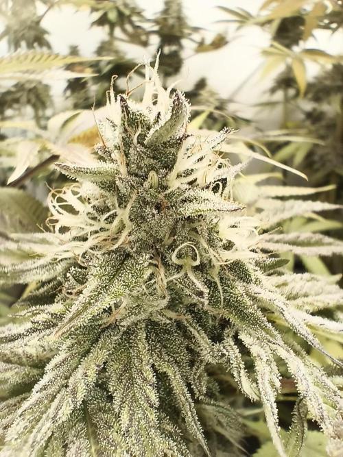Exotic Seed (Black Lemon). Week 8