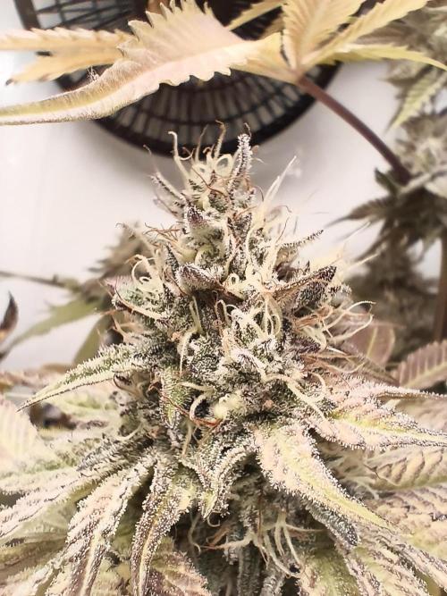 Exotic Seed (Black Lemon). Week 8