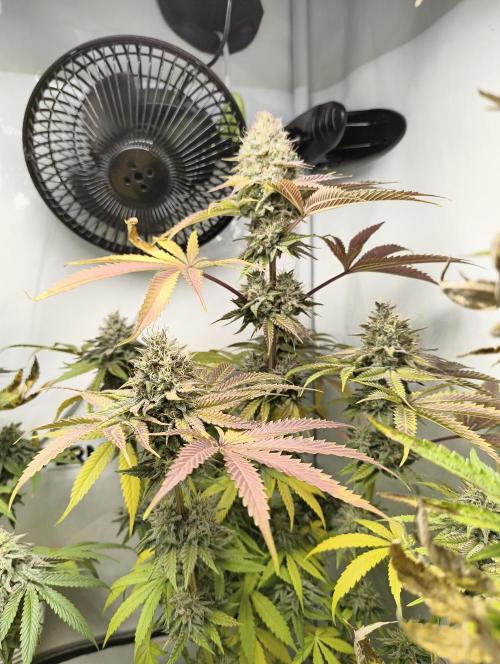 Exotic Seed (Black Lemon). Week 8