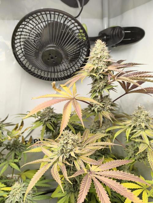 Exotic Seed (Black Lemon). Week 8