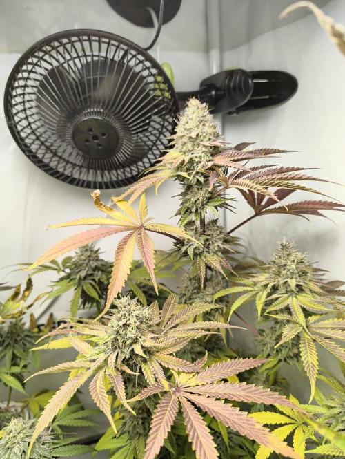 Exotic Seed (Black Lemon). Week 8
