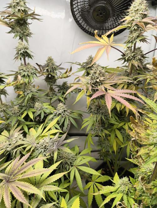 Exotic Seed (Black Lemon). Week 8