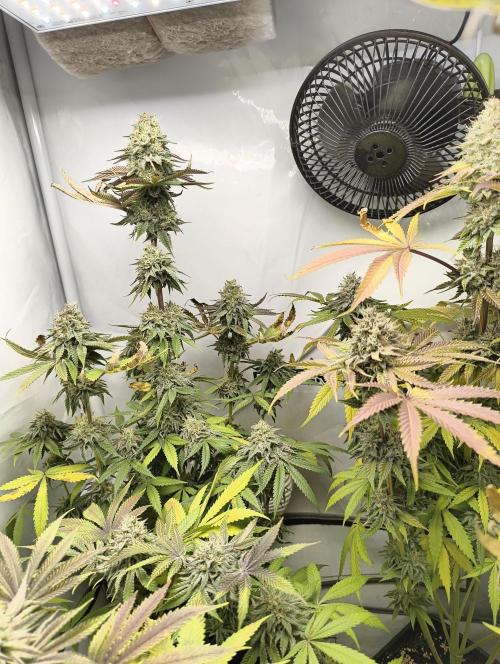 Exotic Seed (Black Lemon). Week 8