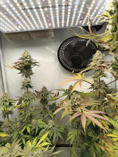 Exotic Seed (Black Lemon). Week 8