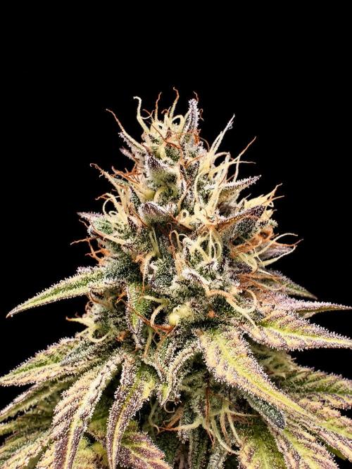 Exotic Seed (Black Lemon). Week 8