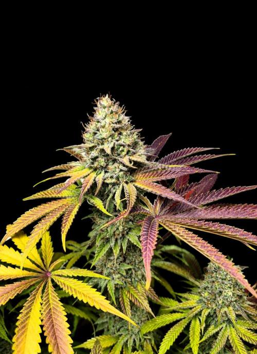 Exotic Seed (Black Lemon). Week 8