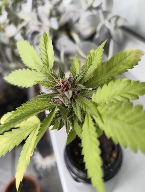 Cherry Cola Auto (Bonsai). Week 7
