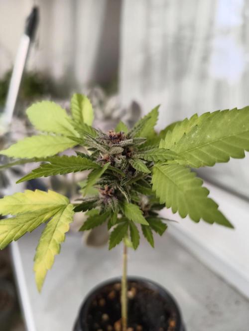 Cherry Cola Auto (Bonsai). Week 7