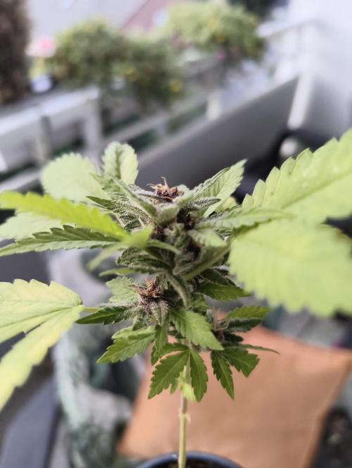 Cherry Cola Auto (Bonsai). Week 7