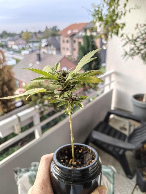 Cherry Cola Auto (Bonsai). Week 7