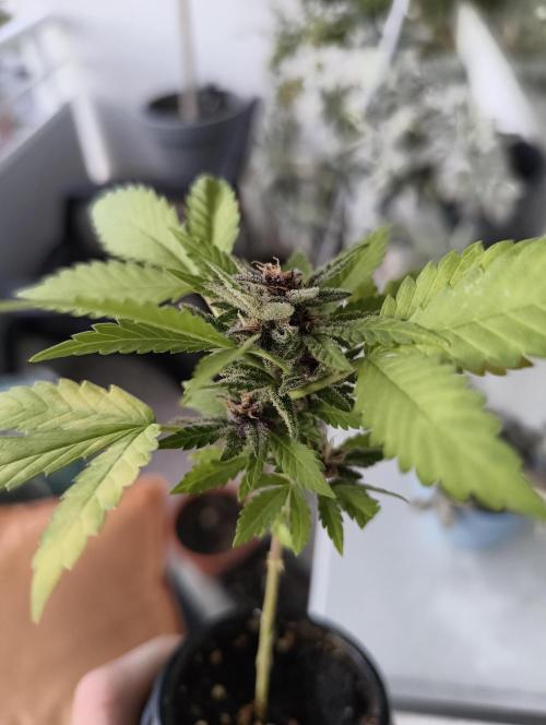 Cherry Cola Auto (Bonsai). Week 7