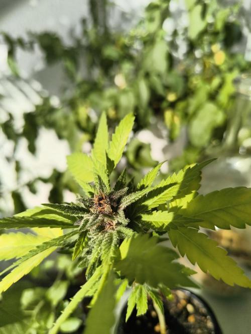Cherry Cola Auto. Week 8
