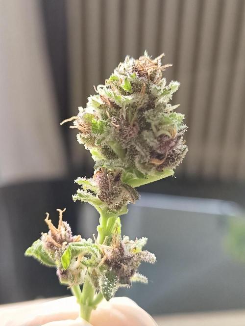 Cherry Cola Auto. Week 9