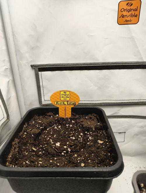 Original Sensible Seeds Grow. Week 1