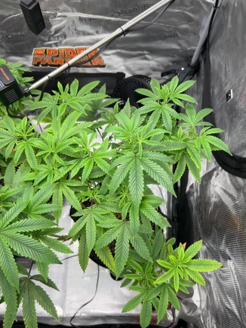 First Growth