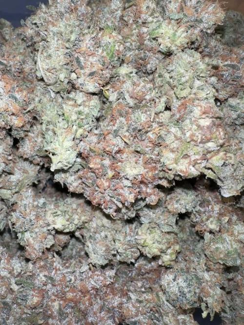 Amnesia crackers critical Weeding cake