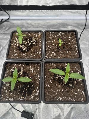 Comment by Nilkoz photo #1