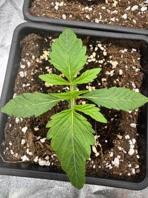 Comment by Nilkoz photo #3