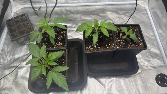 Comment by Nilkoz photo #1