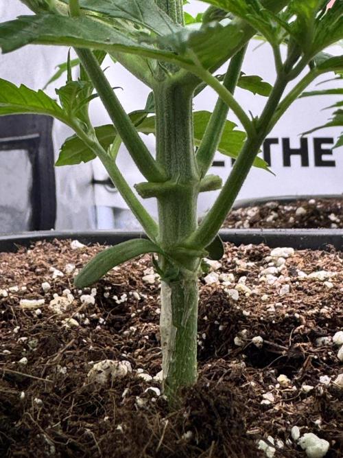 Purple punch SuperStrain/Hy-Pro 🌱. Week 3