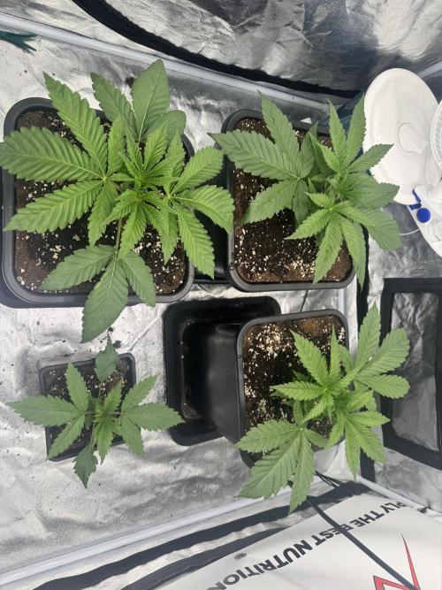 Purple punch SuperStrain/Hy-Pro 🌱. Week 3