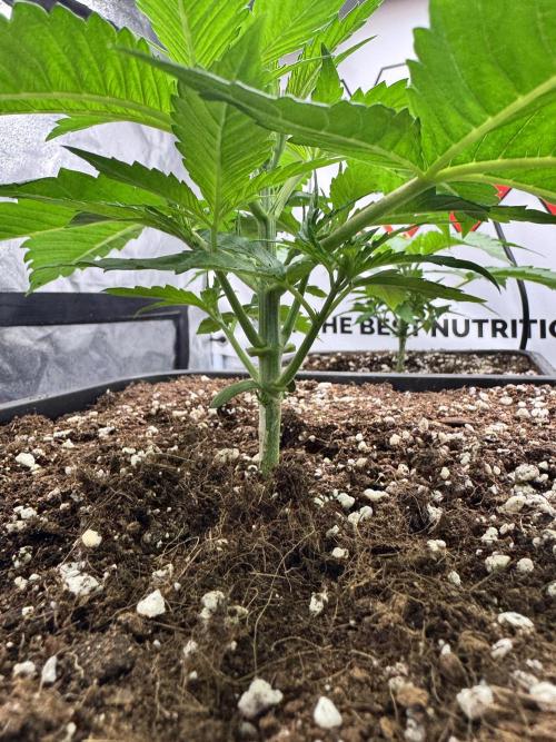 Purple punch SuperStrain/Hy-Pro 🌱. Week 3