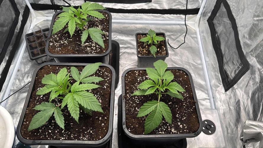 Purple punch SuperStrain/Hy-Pro 🌱. Week 3