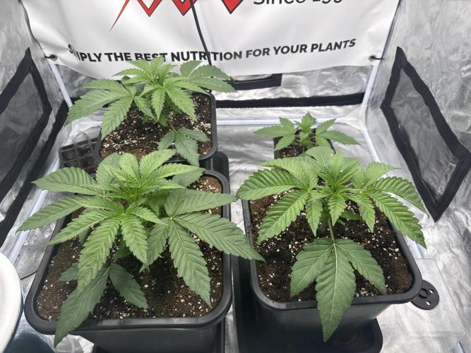 Purple punch SuperStrain/Hy-Pro 🌱. Week 3