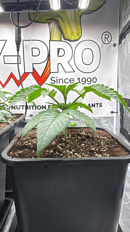 Purple punch SuperStrain/Hy-Pro 🌱. Week 3