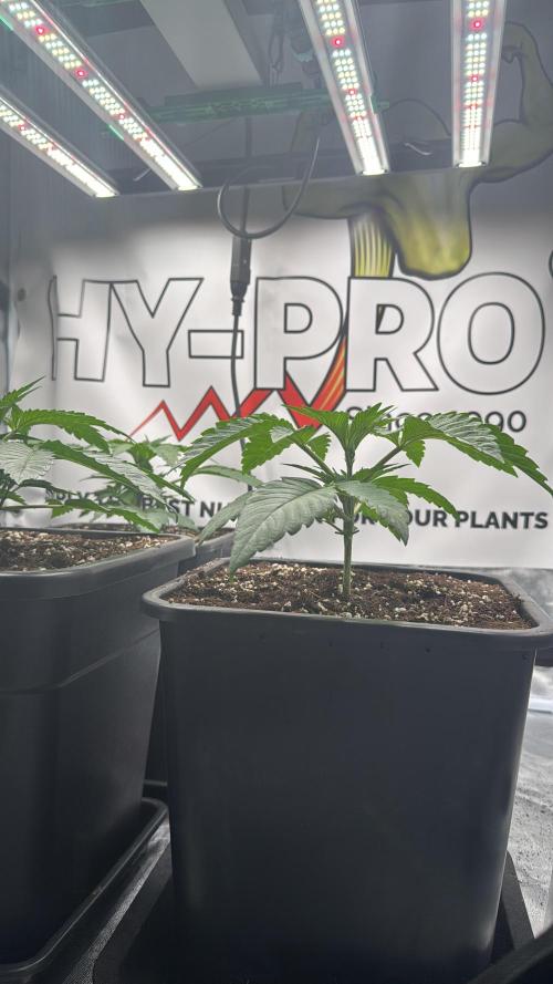 Purple punch SuperStrain/Hy-Pro 🌱. Week 3