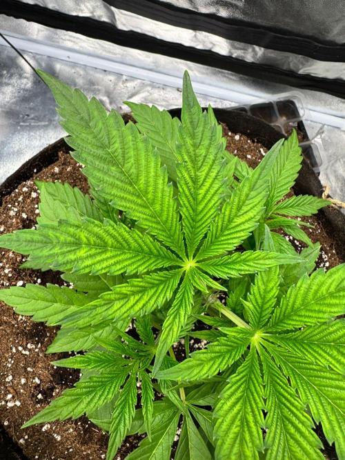 Purple punch SuperStrain/Hy-Pro 🌱. Week 4