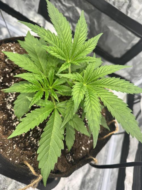 Purple punch SuperStrain/Hy-Pro 🌱. Week 4