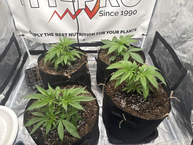 Purple punch SuperStrain/Hy-Pro 🌱. Week 4