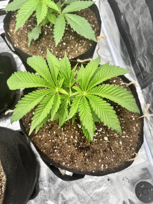 Purple punch SuperStrain/Hy-Pro 🌱. Week 4