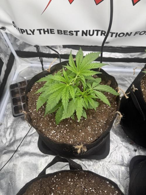 Purple punch SuperStrain/Hy-Pro 🌱. Week 4