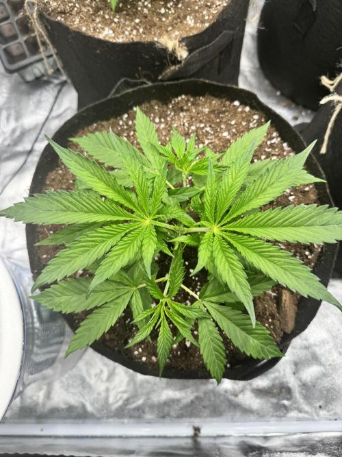 Purple punch SuperStrain/Hy-Pro 🌱. Week 4