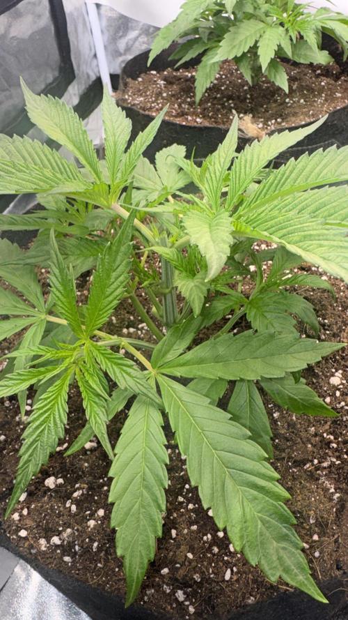 Purple punch SuperStrain/Hy-Pro 🌱. Week 4