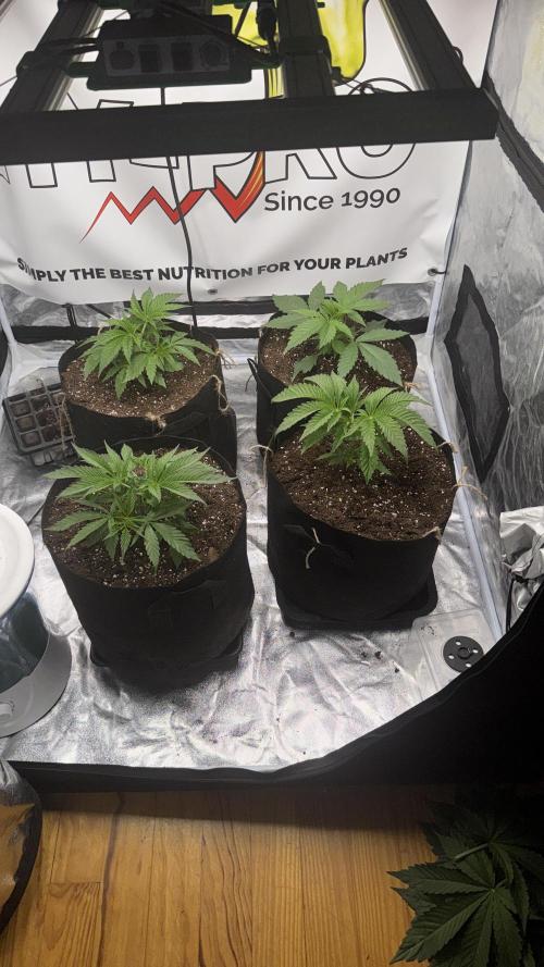 Purple punch SuperStrain/Hy-Pro 🌱. Week 4