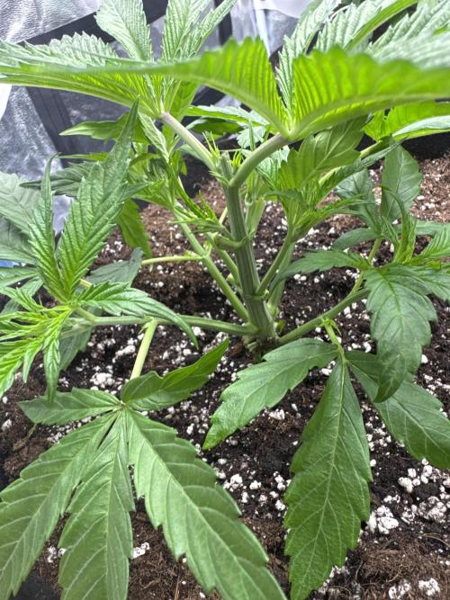 Purple punch SuperStrain/Hy-Pro 🌱. Week 4