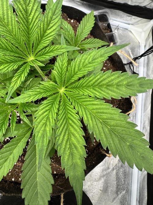 Purple punch SuperStrain/Hy-Pro 🌱. Week 4