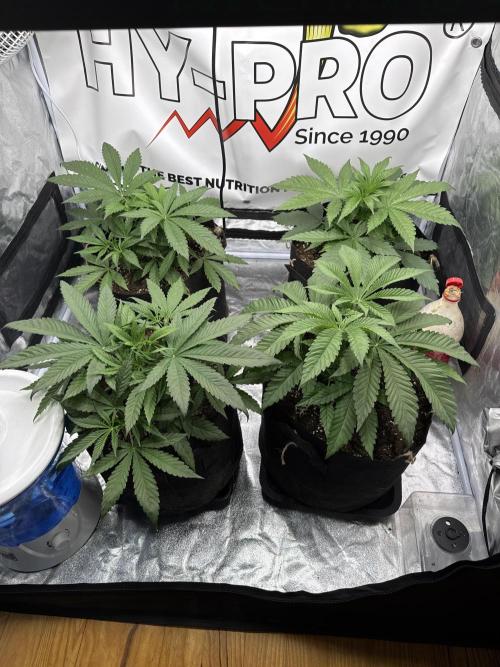 Purple punch SuperStrain/Hy-Pro 🌱. Week 4