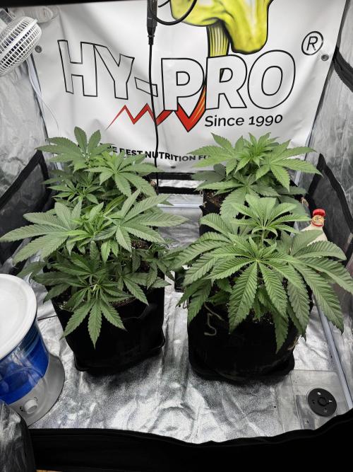 Purple punch SuperStrain/Hy-Pro 🌱. Week 4